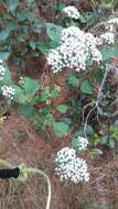 Image of Havana snakeroot