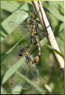 Image of Yellow-spotted Emerald