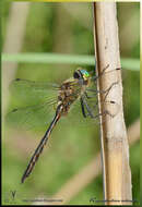 Image of Yellow-spotted Emerald