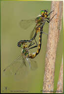 Image of Yellow-spotted Emerald