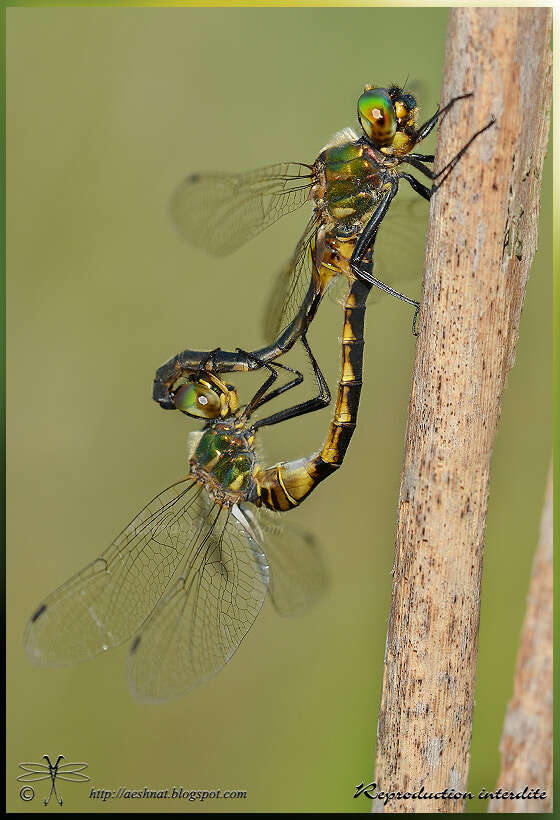 Image of Yellow-spotted Emerald