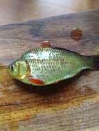 Image of Crucian Carp