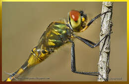 Image of Yellow-spotted Emerald