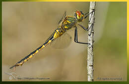 Image of Yellow-spotted Emerald