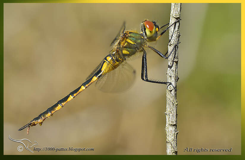 Image of Yellow-spotted Emerald