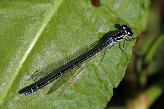 Imagem de Coenagrion puella (Linnaeus 1758)