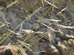 Imagem de Stipa conferta Poir.