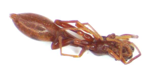 Image of Synemosyna nicaraguaensis Cutler 1993