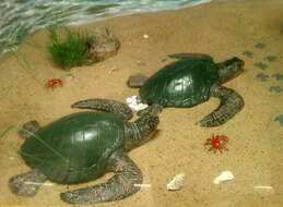 Image of Ridley sea turtles