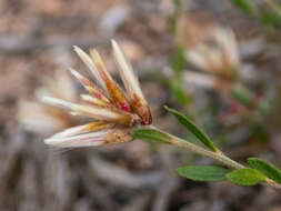 Ptilotus symonii Benl的圖片