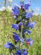 Imagem de Echium vulgare L.