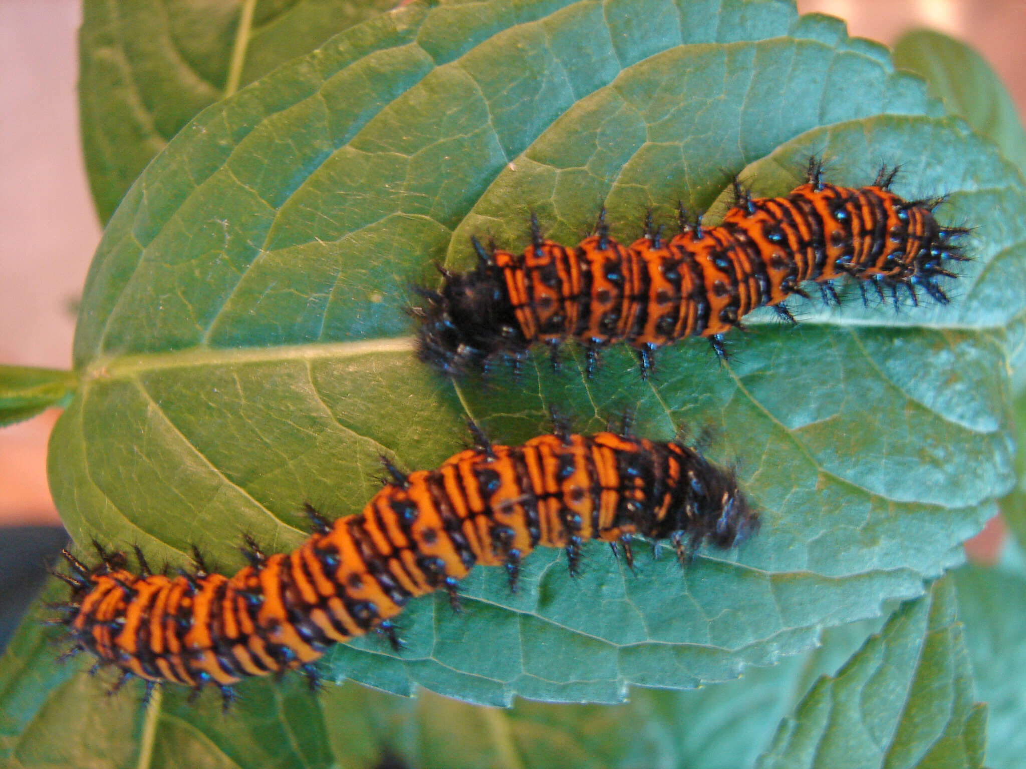 Image of Baltimore Checkerspot