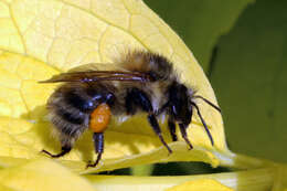 Image of Common carder bumblebee