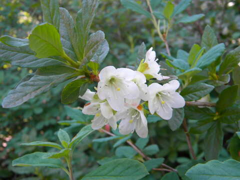 Rhododendron albiflorum Hook. resmi