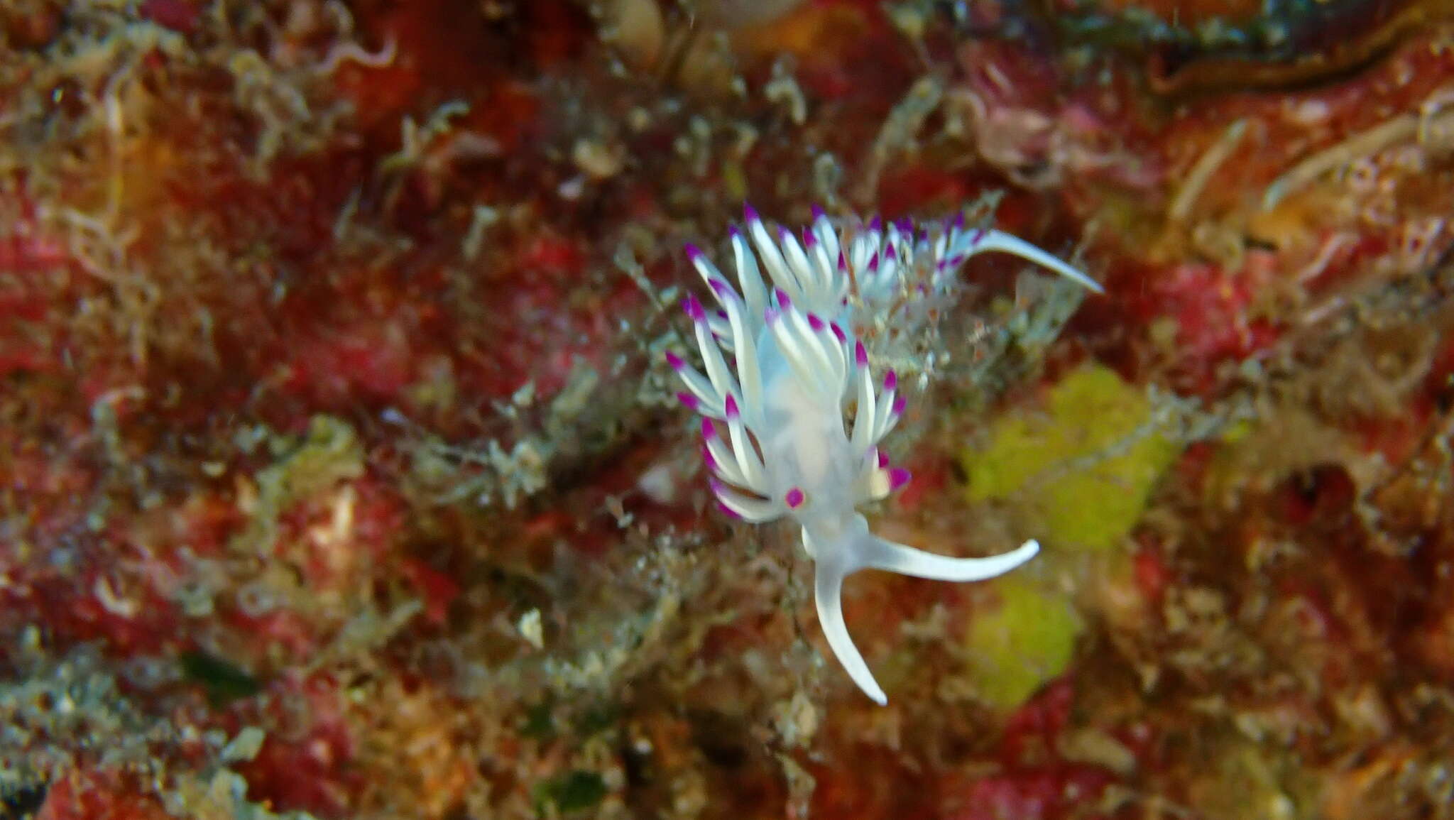 Image de Flabellina llerae Ortea 1989