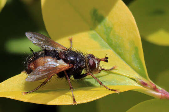 Image de Tachina fera (Linnaeus 1761)