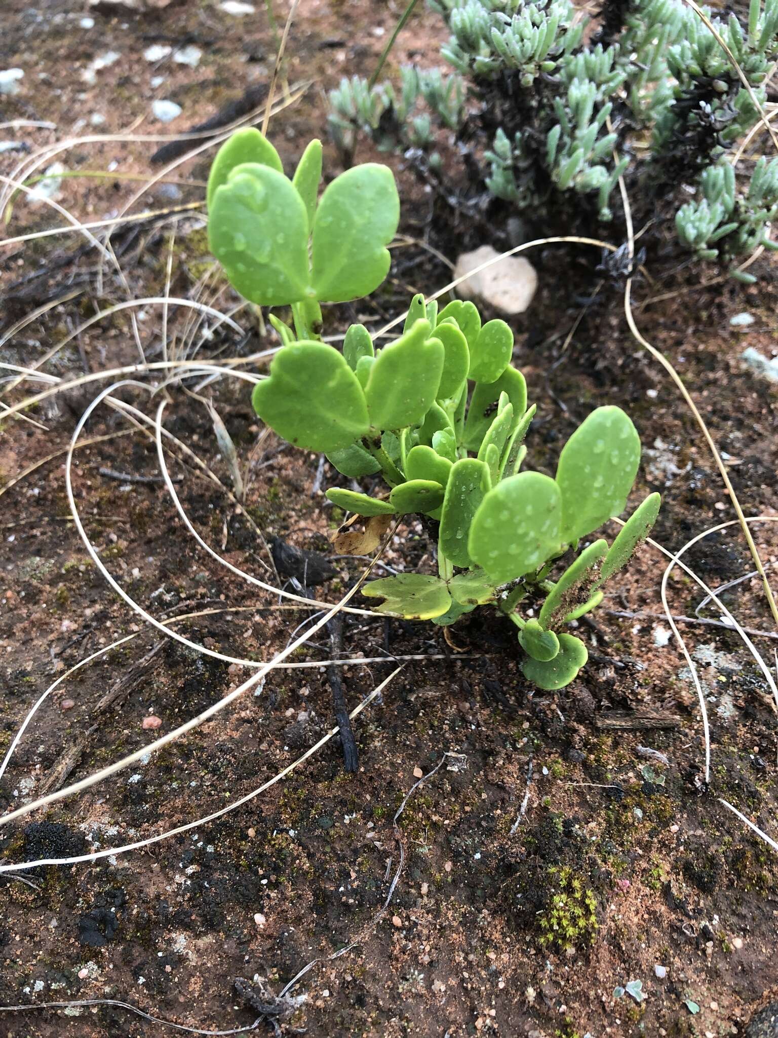 Image of Roepera apiculata (F. Müll.) Beier & Thulin