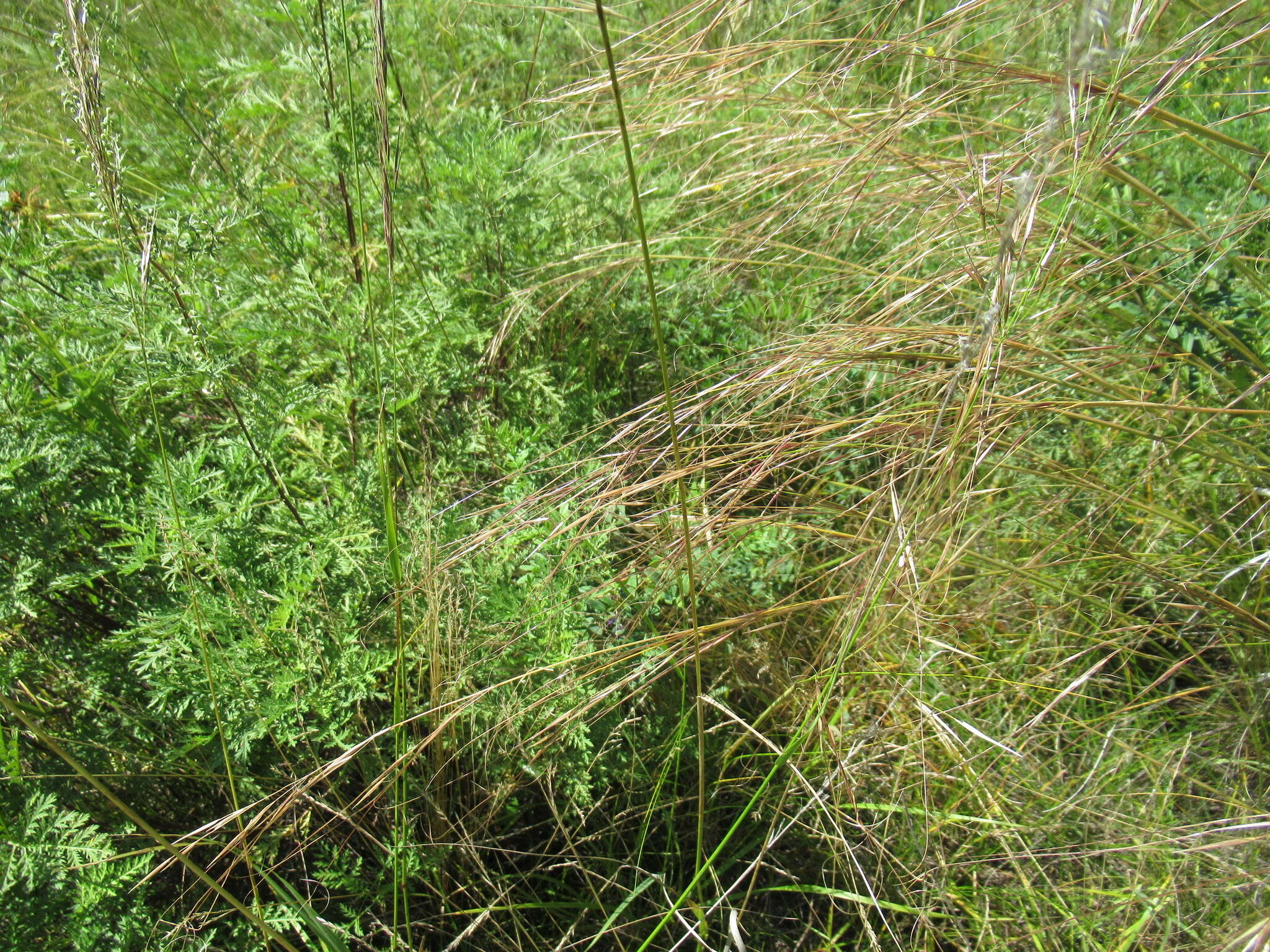 Image of needlegrass