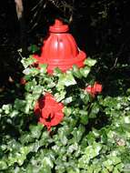 Image of English ivy