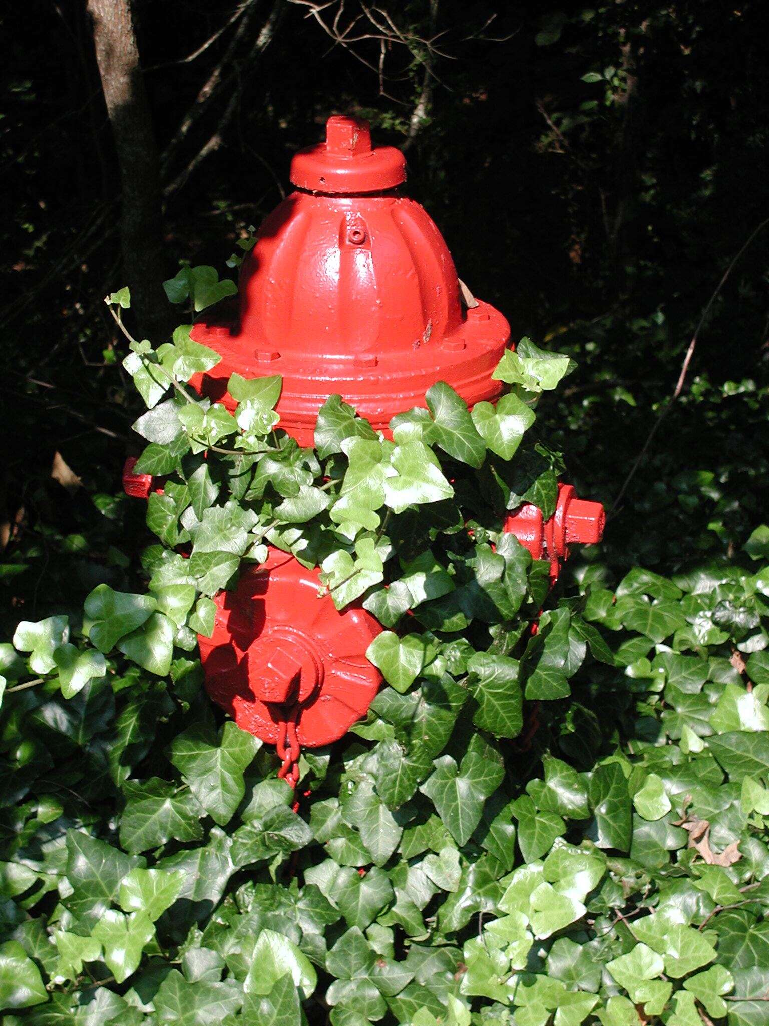 Image of English ivy