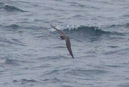 Image of Hawaiian Petrel