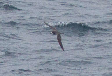 Image of Hawaiian Petrel