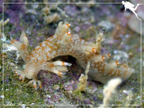 Image of Bornella stellifera (A. Adams & Reeve)