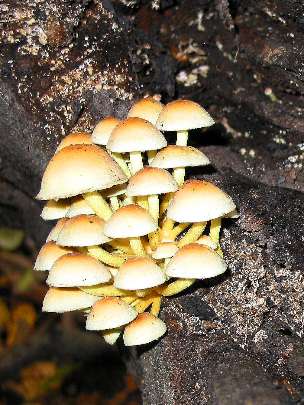 Image of Hypholoma fasciculare (Huds.) P. Kumm. 1871