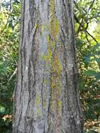 Image of dust lichen