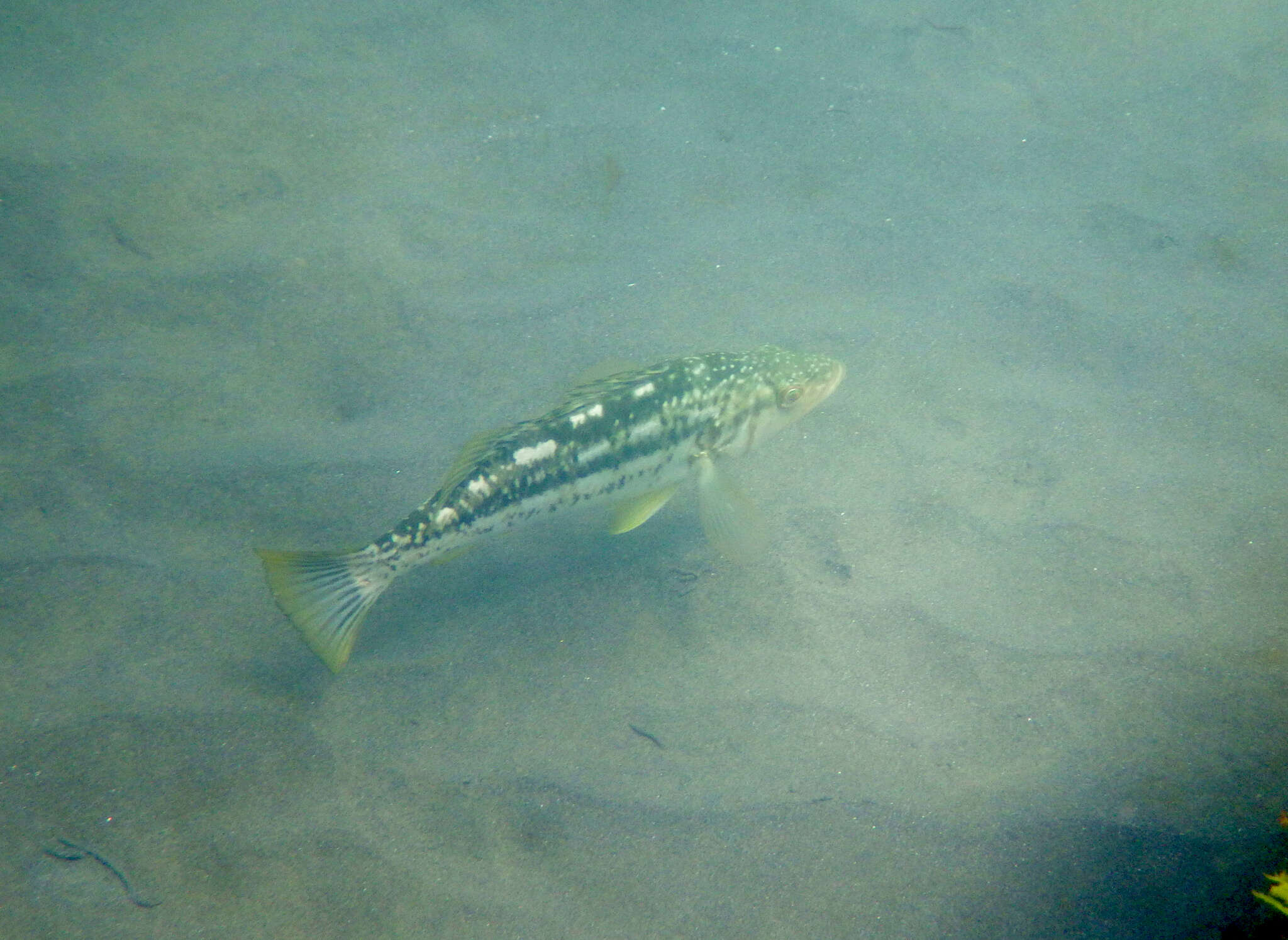 Image of Kelp bass