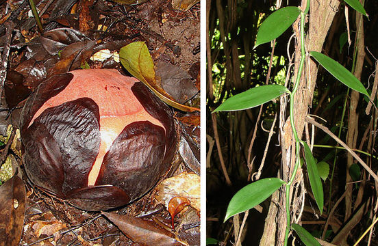 Image of <i>Rafflesia pricei</i> W. Meijer