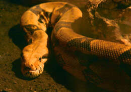 Boa constrictor Linnaeus 1758 resmi