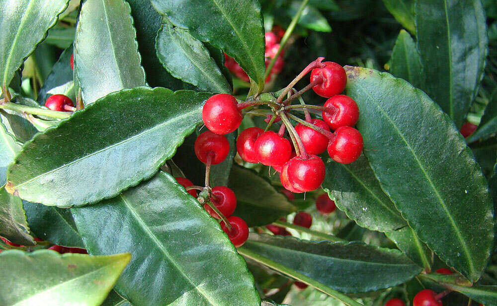 Image of Christmas berry