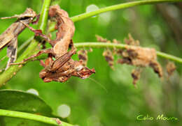 Image of Stenophylla cornigera Westwood 1843