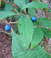 Image of Hydrangea febrifuga (Lour.) Y. De Smet & Granados