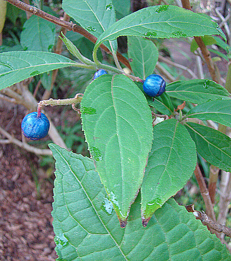 Image of Hydrangea febrifuga (Lour.) Y. De Smet & Granados