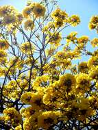 صورة Handroanthus serratifolius (Vahl) S. O. Grose