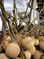 Image of longan