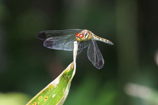 Image of Sympetrum infuscatum (Selys 1883)