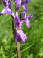 Image of Stately Dactylorhiza