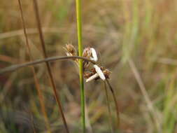 Image of Coleophora alticolella Zeller 1849