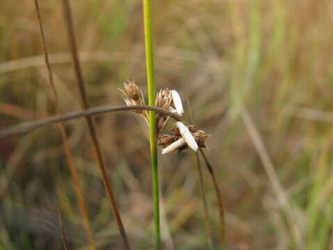 Coleophora alticolella Zeller 1849的圖片