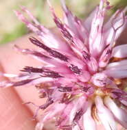 Image of Pteronia hirsuta L. fil.