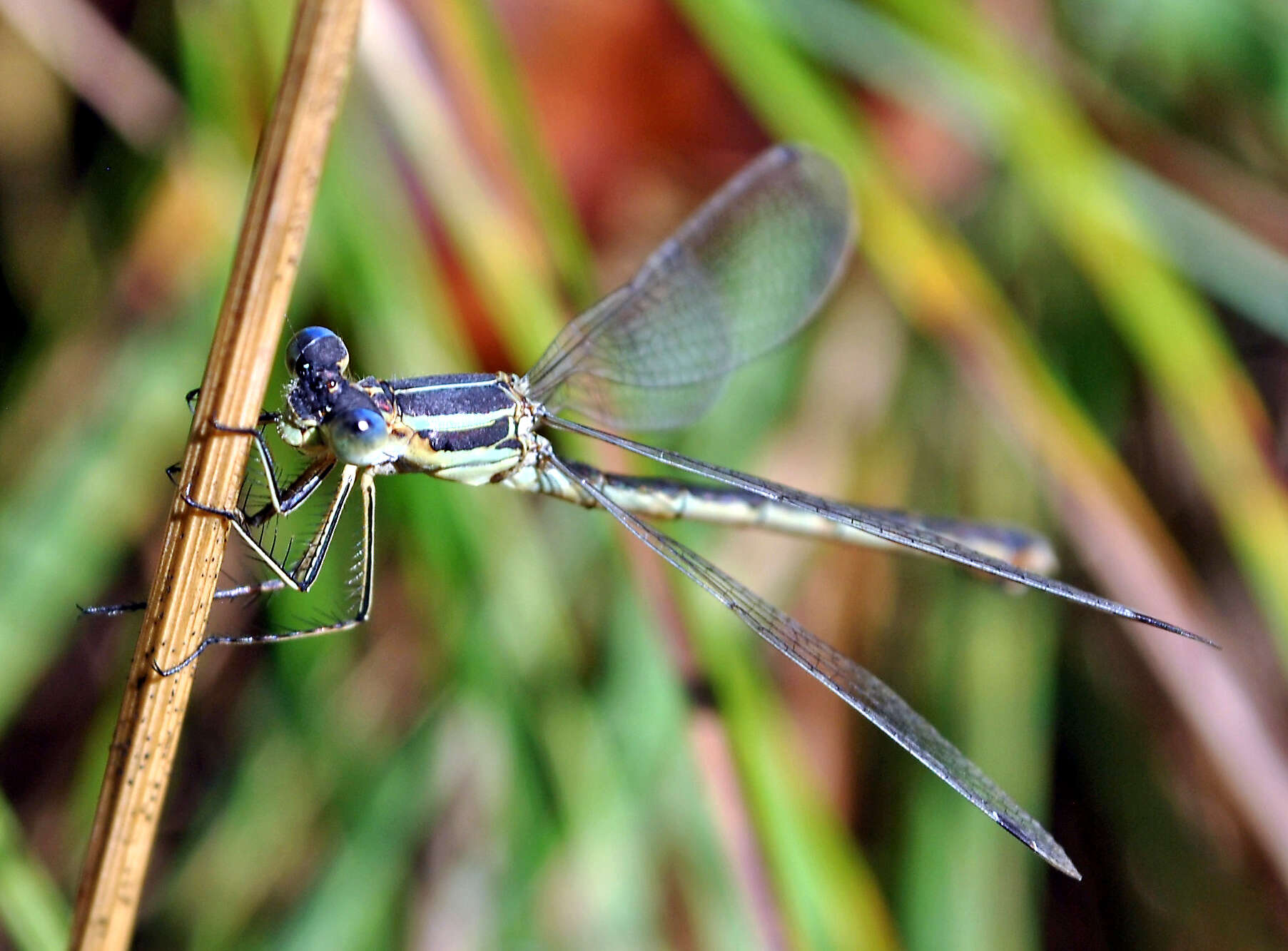 Plancia ëd Lestes unguiculatus Hagen 1861