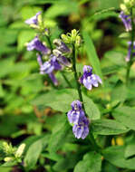 Слика од Lobelia siphilitica L.