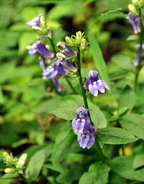 Слика од Lobelia siphilitica L.