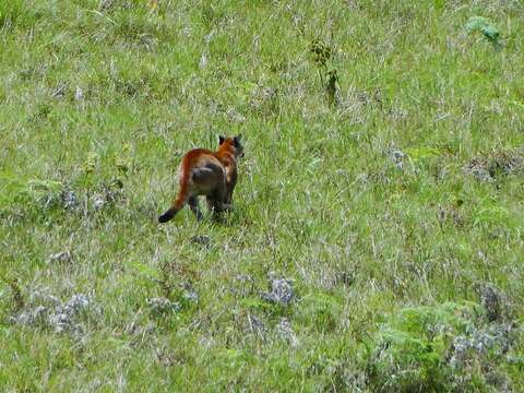 Imagem de Puma concolor concolor (Linnaeus 1771)