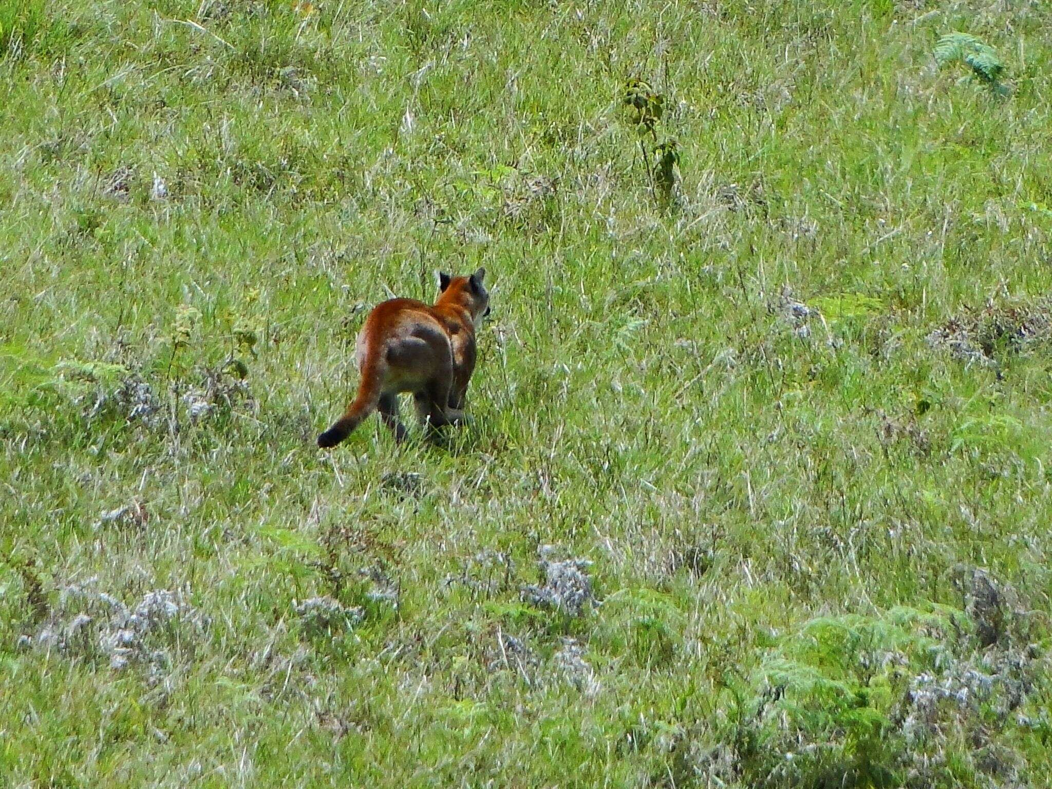 Image of South American cougar