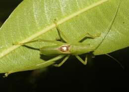 Imagem de Banza kauaiensis (Perkins & R. C. L. 1899)