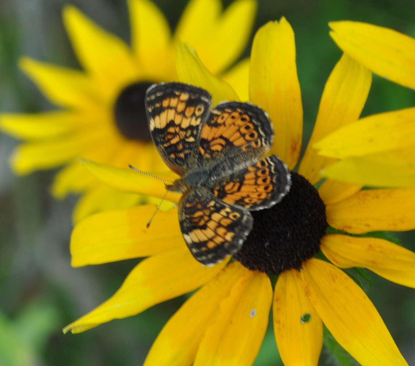 Image of Pearl Crescent